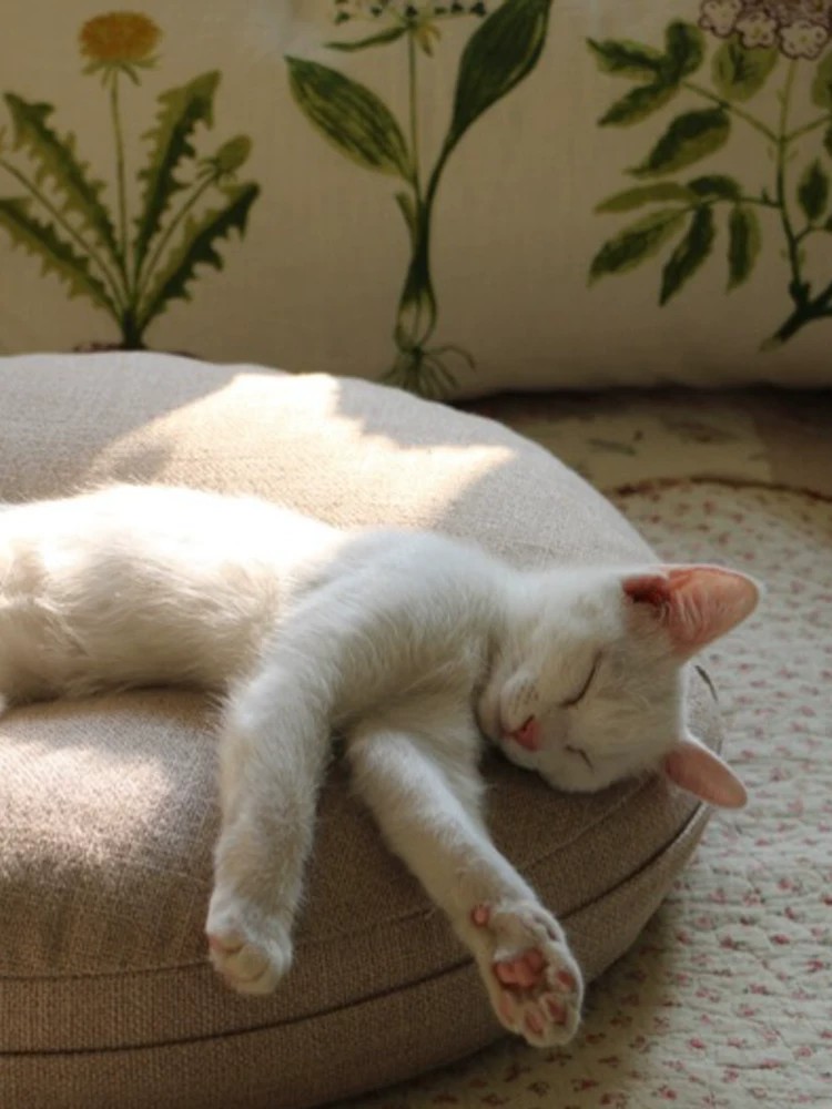 Thick padded linen round cushion, white cat sleeping comfortably on top